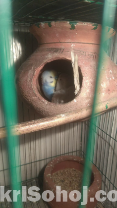 Bazigor Phaki with Eggs, Healthy Renbow & Albino Birds